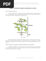 Unidad 1 - Introducción Al Mundo de La Morfología de Las Plantas