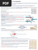 TEMA 13 Los Genes y Su Función