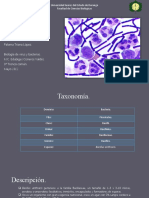 Bacillus Anthracis