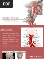 Carotida Externa