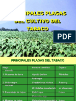 Cultivos Tropicales - Principales Plagas