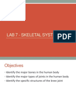 Lab 7 Skeletal System PowerPoint