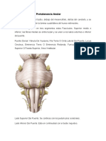 Puente de Varolio Protuberancia Anular