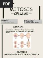 Mitosis Celular