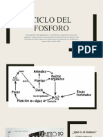 Ciclo Del Fosforo