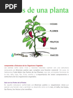 Componentes o Estructura de Los Organismos Vegetales