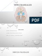 Nervios Craneales. Neurofisiologia