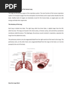 Anatomy and Physiology of The Human Lung