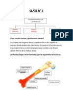 Sistema Esqueletico