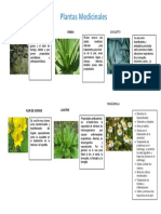 Infografia de Plantas Medicinales