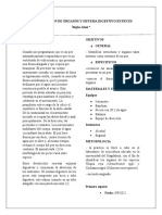 Grupo # 1 Informe de (Identificación de Órganos y Sistema Digestivo en Peces)