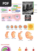 Desarrollo Del Tubo Neural