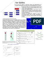 Estructura de Los Lípidos