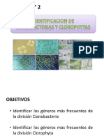 Identificación de Cianobacterias y Clorophytas-Lab Semana 2