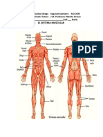 Guia Sistema Muscular 2