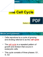 Cell Cycle