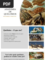 Aula Anatomia de Quelonios