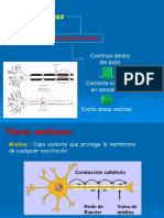 Inervación Pulpar