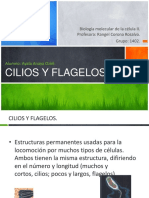 Cilios y Flagelos