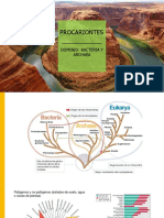 Procariotes Dominios Bacteria y Archaea