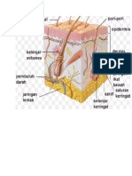 Materi Ekskresi