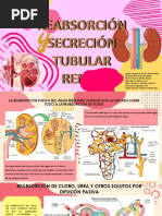 Reabsorcion y Secrecion Tubular Renal