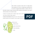 Las Mitocondrias Son Los Orgánulos Celulares Que Generan La Mayor Parte de La Energía Química Necesaria para Activar Las Reacciones Bioquímicas de La Célula