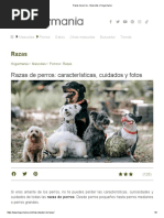 Razas de Perros - Mascotas