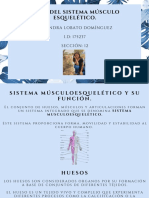 I.D175237 Casandra Lobato Domínguez - Bases Del Sistema Músculo Esquelético