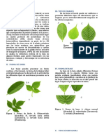 Descripción de La Hoja De-Guayaba-Zarzamora-Frambuesa