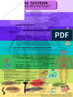 Infografia El Sistema Nervioso y Su Estructura