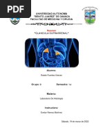 Resumen de Glandula Suprarrenal