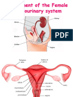 Assessing The Genitourinary System