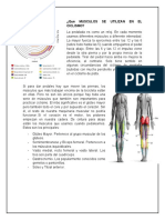 Qué MUSCULOS SE UTILIZAN EN EL CICLISMO