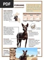 Fichas Del Perro Peruano.