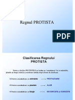 Regnul - Protista F