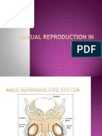 Sexual Reproduction in Humans PDF Notes