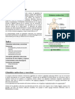 Sistema Endocrino