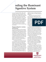 Understanding The Ruminant Animal