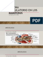 Criacipu - Sistema Circulatorio en Los Mamaiferos