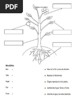 Partes de La Planta