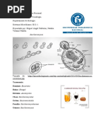 Saccharomyces