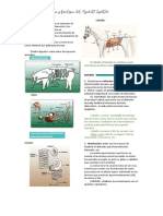 Aparato Digestivo Monogastrico