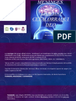 Meninges y Liquido Cefalorraquideo