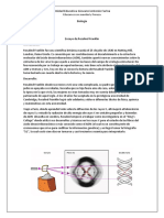 Rosalind Franklin Araujo Jésua