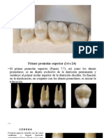 Morfologia Dientes Posteriores