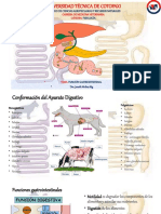 Sistema Digestivo