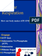 26 Biology 2-16-08 Cellular Respiration