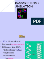 14 Rna Transcription