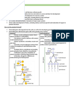 ANAT0001 Fertilisation and Cleavage